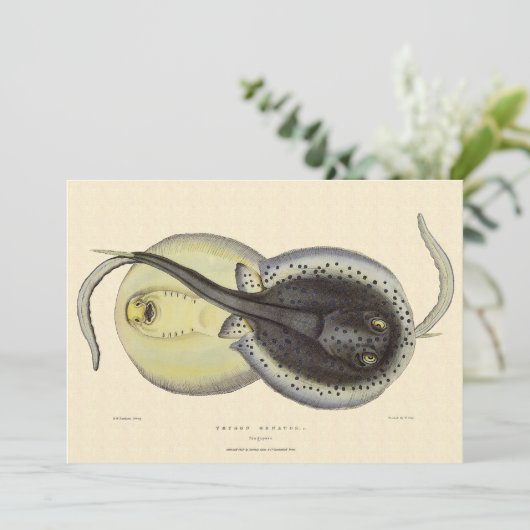 斑点エイ、ビンテージ海洋動物 (スタンド正面)