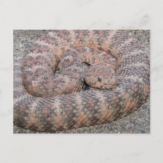 斑点ガラガラヘビ ポストカード (正面)