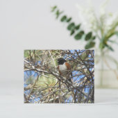 斑点トホエ ポストカード (スタンド正面)