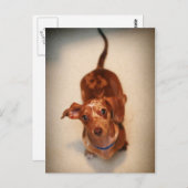 斑点付きダシュント葉書 ポストカード (正面/裏面)