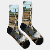 **「斑点女王陛下：斑点のある農場の雄鶏」** ソックス (右)