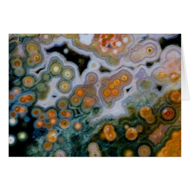 斑点海ジャスパー (正面横)