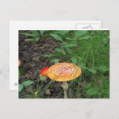 斑点蘑菇 ポストカード (正面/裏面)