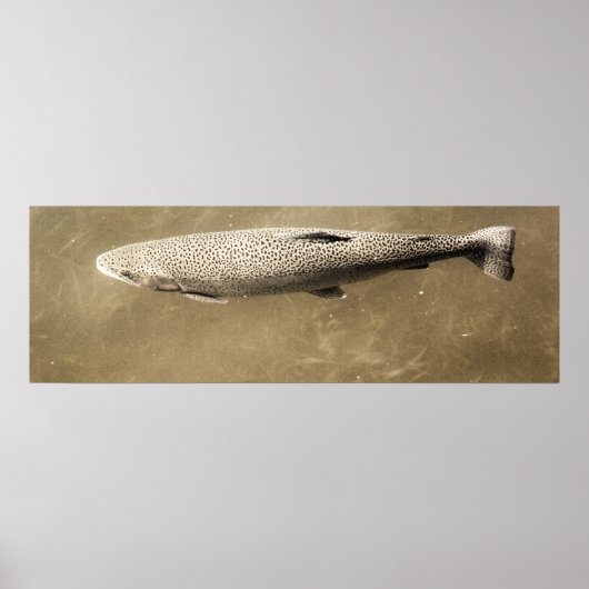 斑点 ポスター (正面)