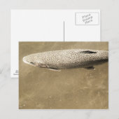 斑点 ポストカード (正面/裏面)