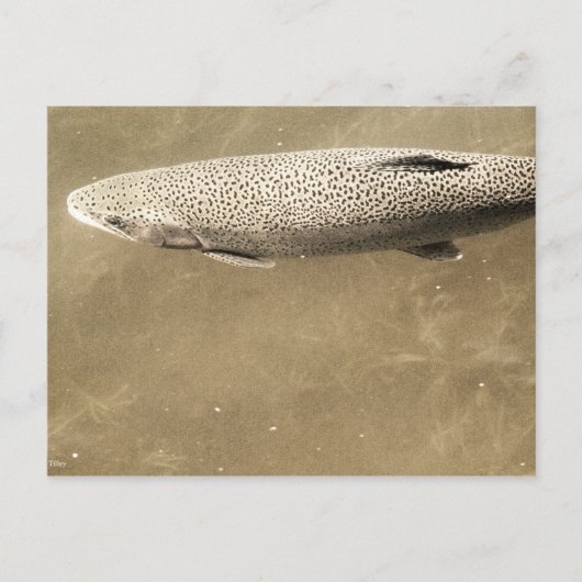 斑点 ポストカード (正面)