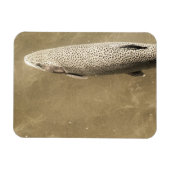 斑点 マグネット (横)