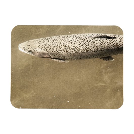 斑点 マグネット (横)