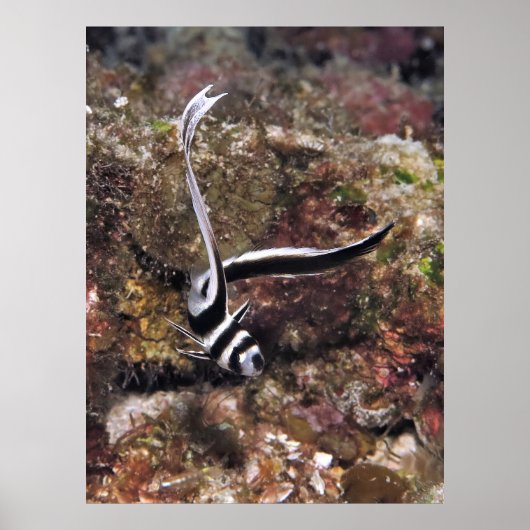 斑状のドラム少年 ポスター (正面)