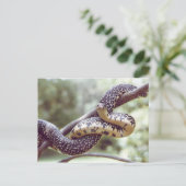 斑状キングスネークポストカード ポストカード (スタンド正面)