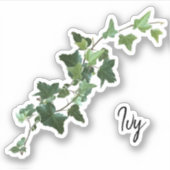 斑状ツタ シール (正面)