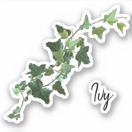 斑状ツタ シール (正面)