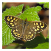 斑状木蝶 ポスター (正面)