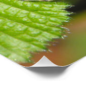 斑状木蝶 ポスター (コーナー)