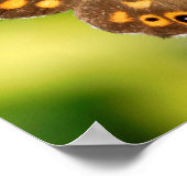 斑状木蝶 ポスター (角)