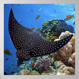 斑状線 ポスター