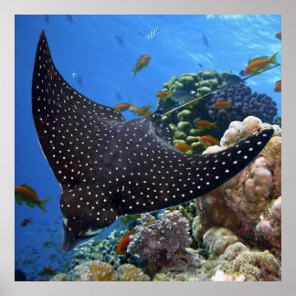 斑状線 ポスター