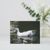 斑状鴨はがき ポストカード (スタンド正面)