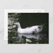 斑状鴨はがき ポストカード (正面/裏面)