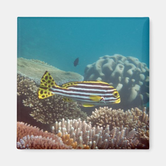 斜め筋アユ(Plectorhinchus lineatus) マグネット (正面)