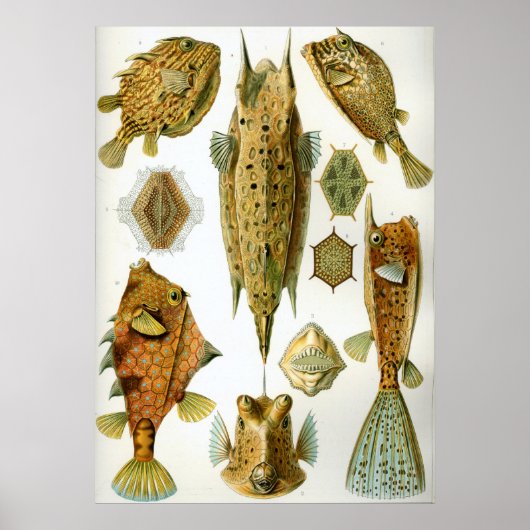 斜視 ポスター (正面)