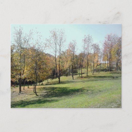 斜面2004の木フォトポストカード ポストカード (正面)