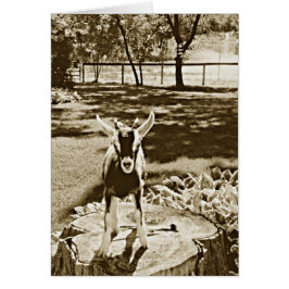 断固としたなベビーのヤギのセピア色のイメージ