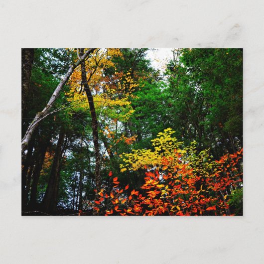 新しいイギリス郵便はがきの秋 ポストカード (正面)