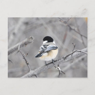 新しいウィンターコート、シニー！:) ポストカード