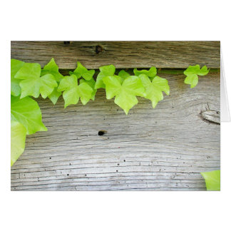 新しいキヅタ、古い木