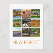新しいフォレスト ポストカード (正面)