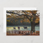 新しいフォレスト ポストカード (正面/裏面)