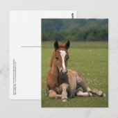 新しいフォール葉書 ポストカード (正面/裏面)