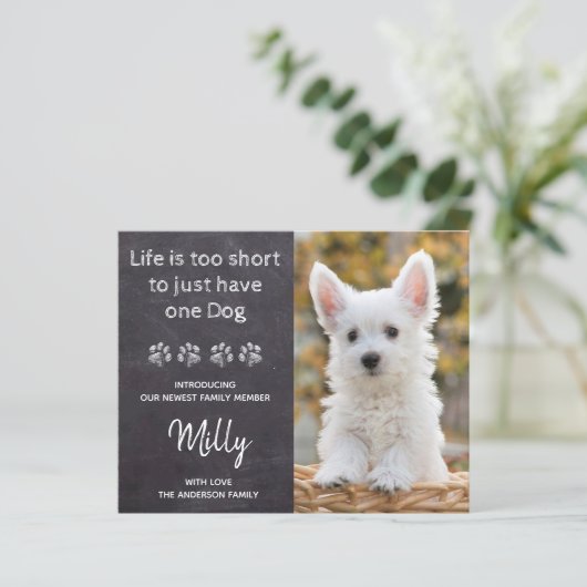 新しいペットの新しい子犬の発表の予算を設定 (スタンド正面)