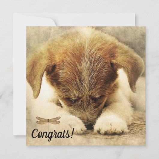 新しいペットの犬のカード - おめでとうございます カード (正面)