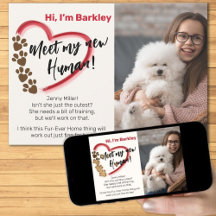 新しいペットの里親募集