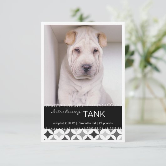 新しいペットレトロはB&Wの写真の発表を一周します 案内状 (スタンド正面)