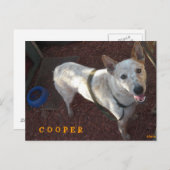 新しいホームクーパーへようこそ 案内ポストカード (正面/裏面)