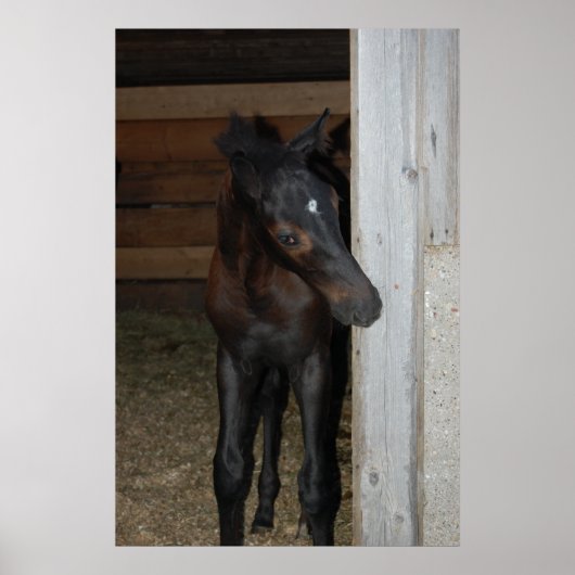 新しいポニー/ホース ポスター (正面)