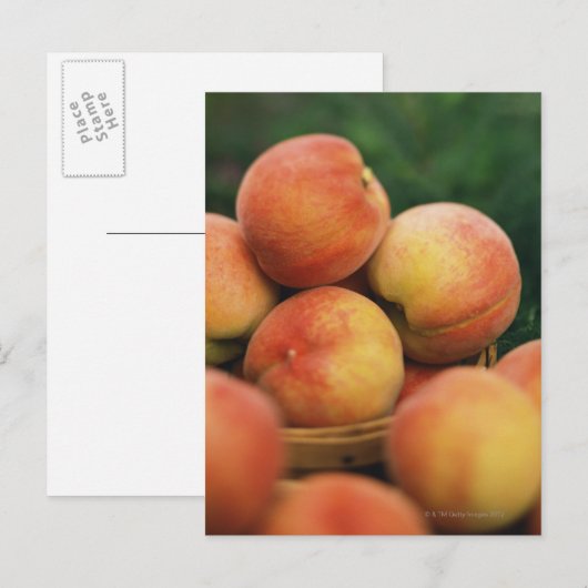 新しいモモ ポストカード (正面/裏面)