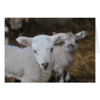 新しいラ生まれブ