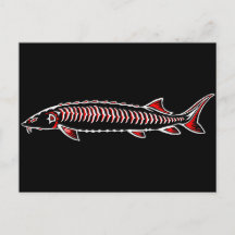 新しい先住民 – ホワイトスタージオン