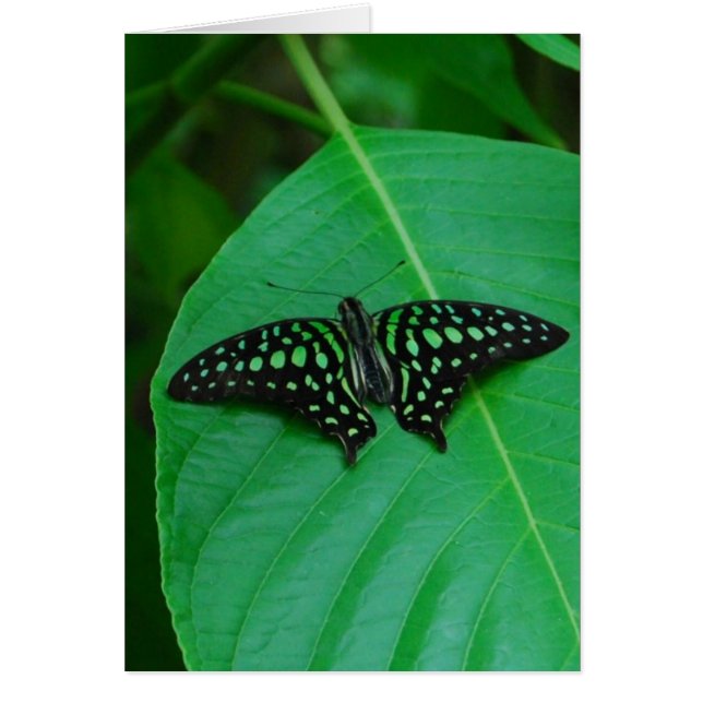 新しい及び緑 (正面)