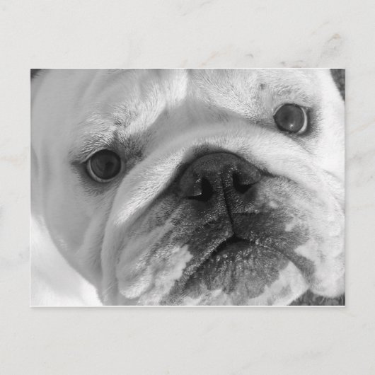 新しい友人はがき ポストカード (正面)