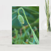 新しい始まりに幸運ポピーの芽の写真 カード (正面)