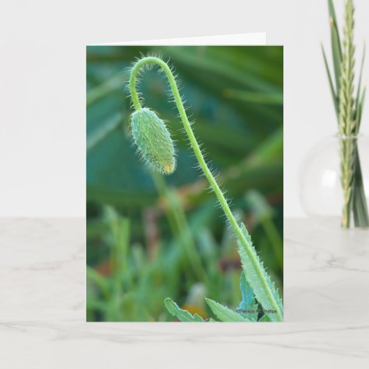 新しい始まりに幸運ポピーの芽の写真 カード (正面)