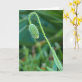 新しい始まりに幸運ポピーの芽の写真 カード (黄色い花)