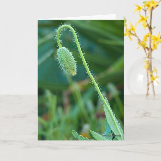 新しい始まりに幸運ポピーの芽の写真 カード (黄色い花)