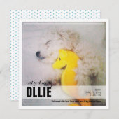 新しい子犬の採用 | PETのお知らせ 案内状 (正面/裏面)