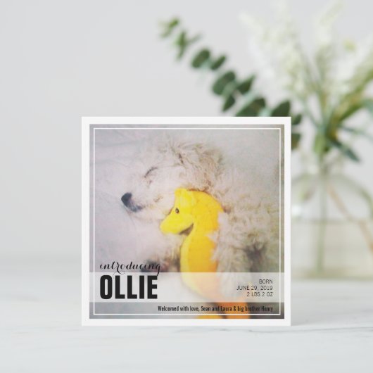 新しい子犬の採用 | PETのお知らせ 案内状 (スタンド正面)